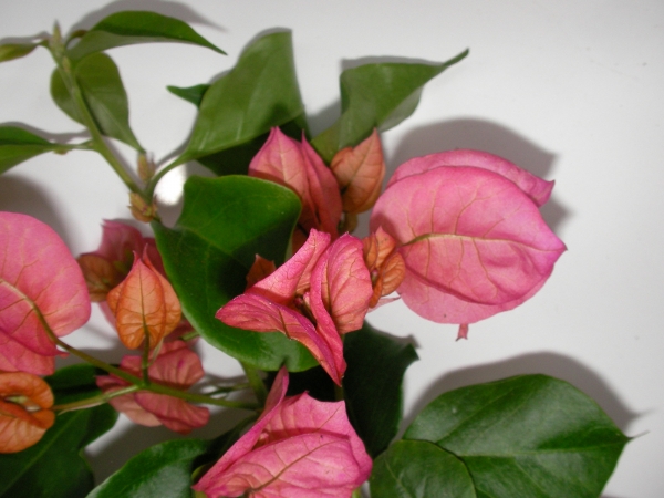 Бугенвилия лилава (Bougainvillea)