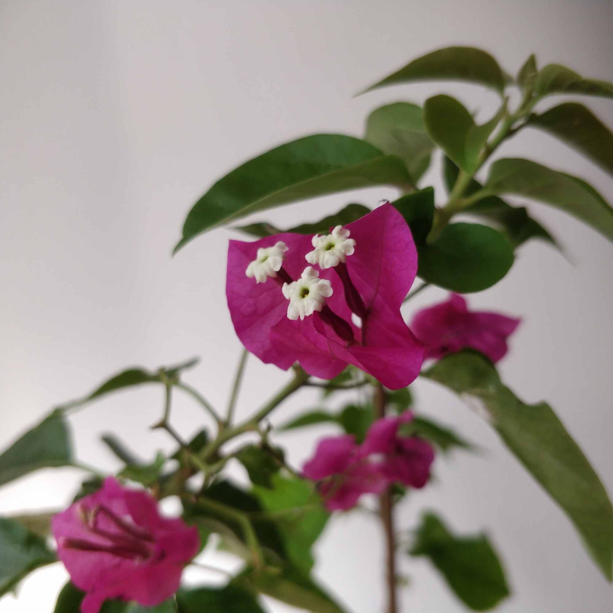 Бугенвилия лилава (Bougainvillea)