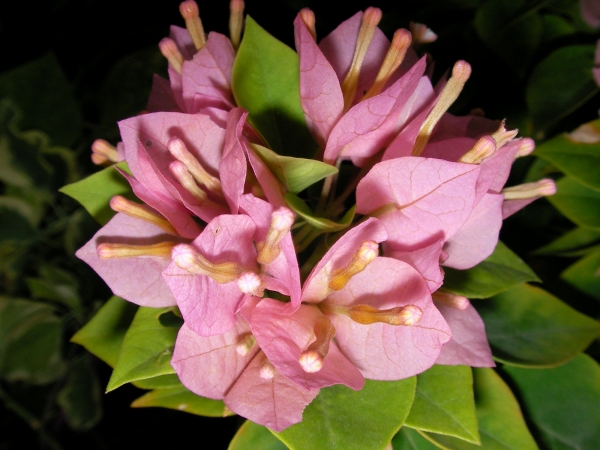 Бугенвилия Мини Тай (Bougainvillea Mini Thai) Бугенвилия Мини Тай (Bougainvillea Mini Thai)