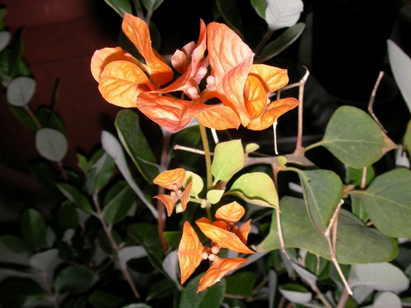 Бугенвилия оранжева (Bougainvillea)