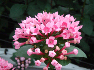 Бувардия (Bouvardia) Бувардия (Bouvardia)