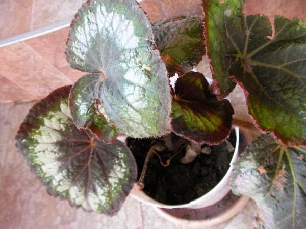 Царска Бегония (Begonia rex) Царска Бегония (Begonia rex)