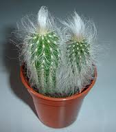 Цефалоцереус (CEPHALOCEREUS) Цефалоцереус (CEPHALOCEREUS)