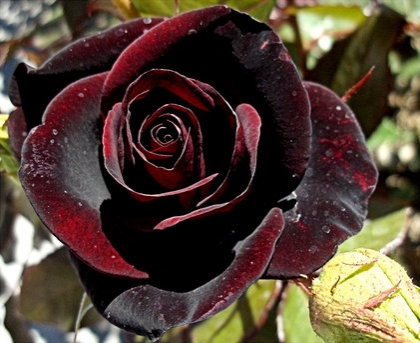 Черна роза (Rose Black night)