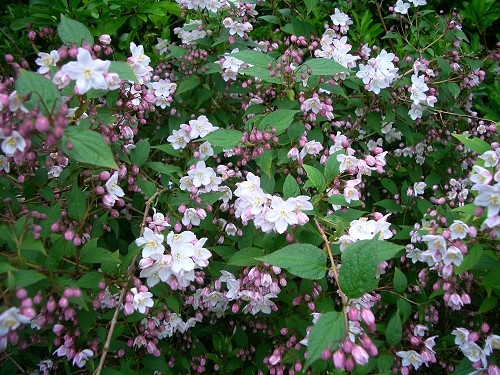 Дойция, розова, кичеста (Deutzia) Дойция, розова, кичеста (Deutzia)