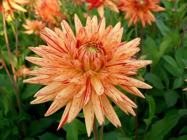 Далия (Dahlia Saint Saens)