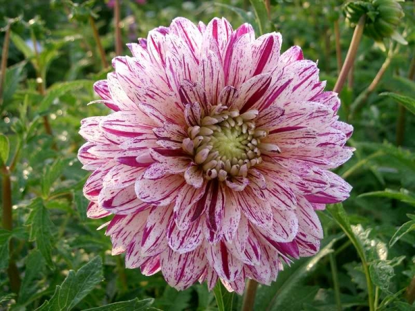 Далия (Dahlia Smokey)