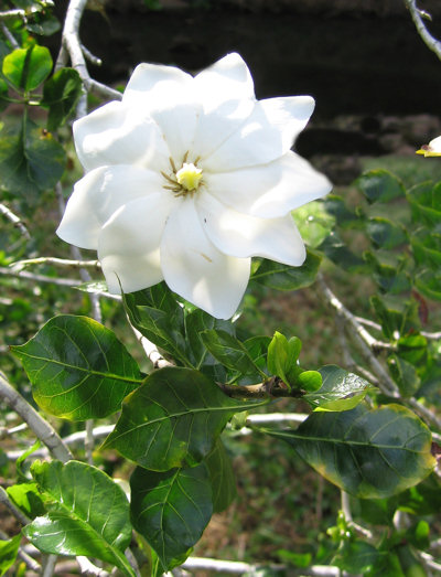 Дива Гардения, семена (Gardenia thunbergia, Wild Gardenia) Дива Гардения, семена (Gardenia thunbergia, Wild Gardenia)