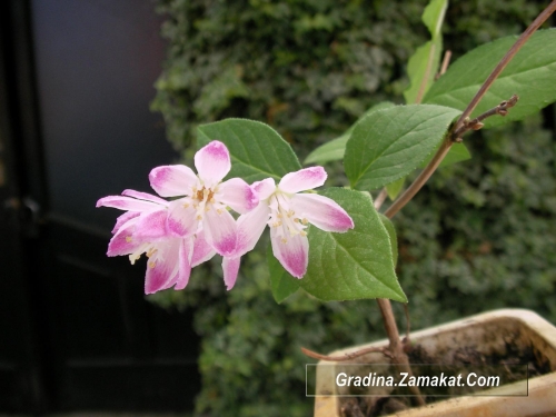 Дойция, малка (Deutzia) Дойция, малка (Deutzia)
