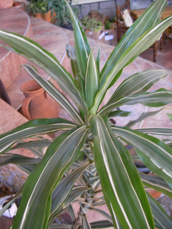 Драцена голяма (Dracaena) Драцена голяма (Dracaena)