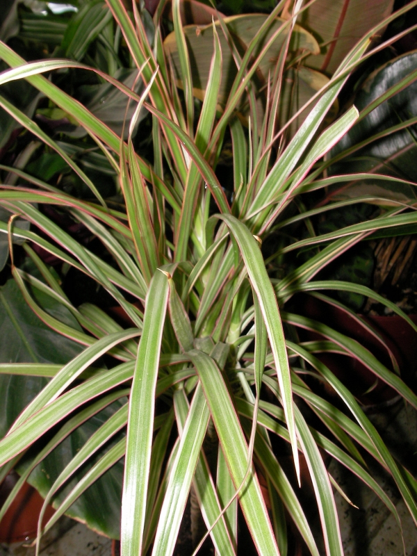 Драцена (Dracaena) Драцена (Dracaena)