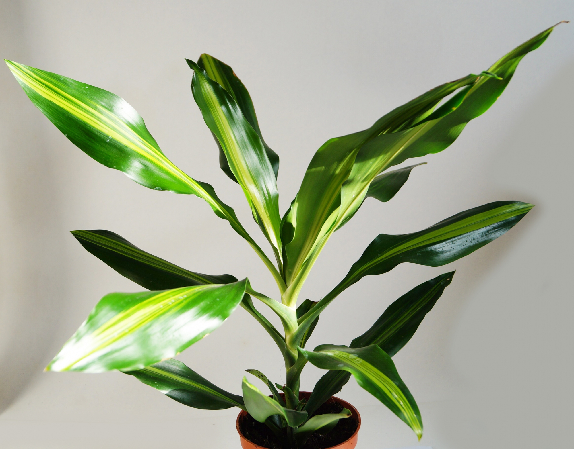 Драцена (Dracaena) Драцена (Dracaena)