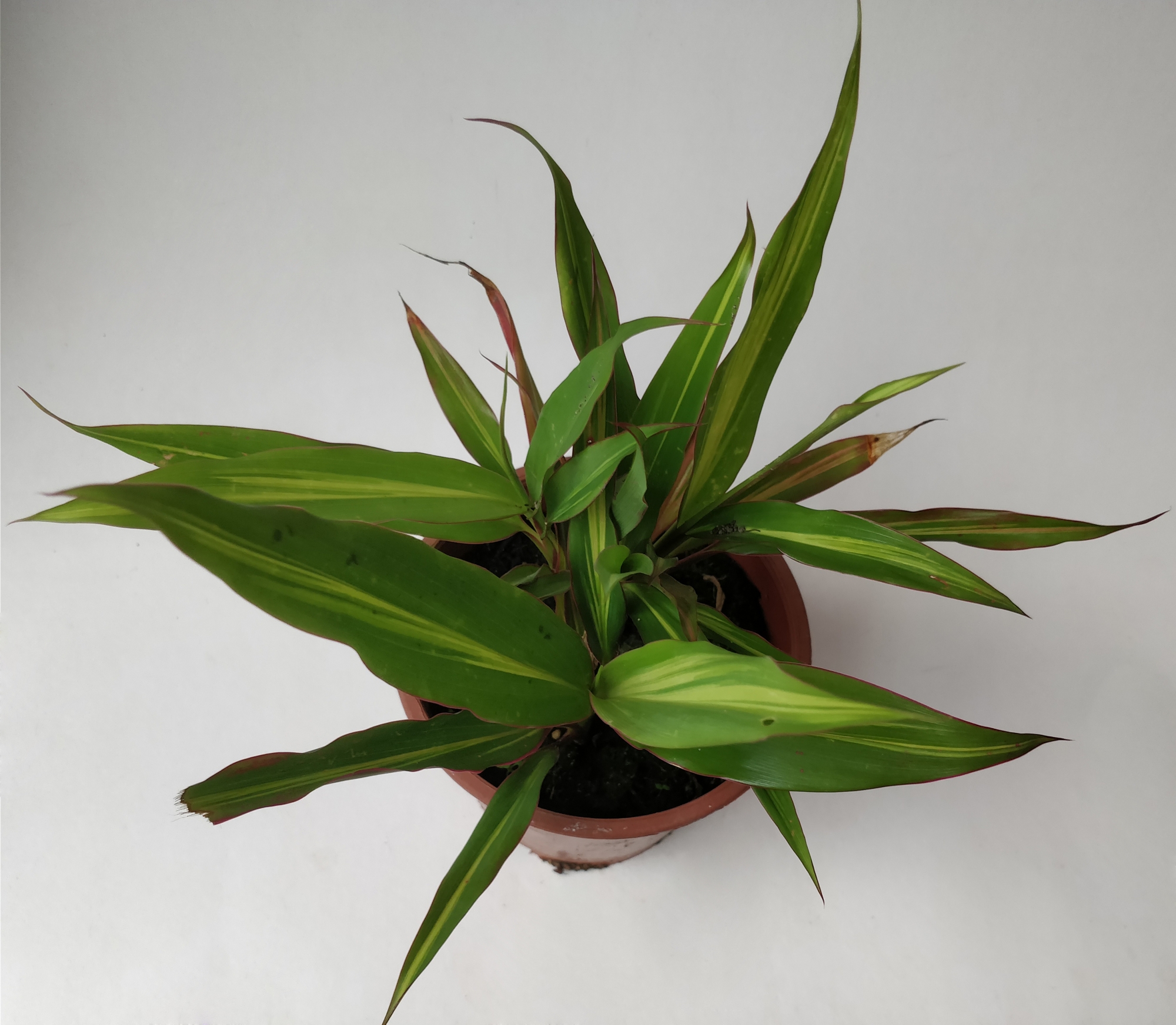 Драцена (Dracaena) Драцена (Dracaena)