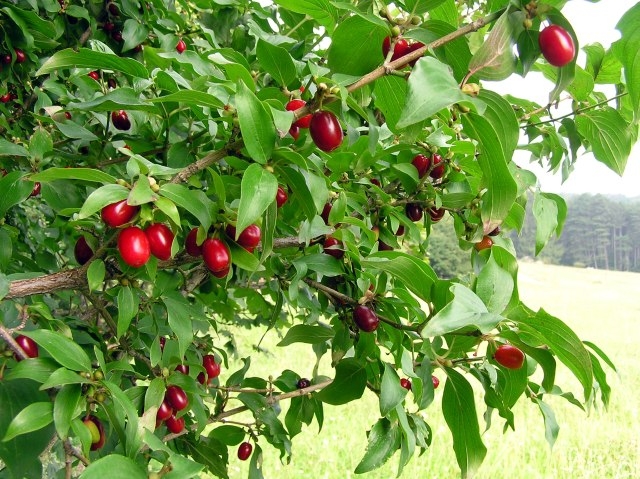 Дрян (Cornus mas)