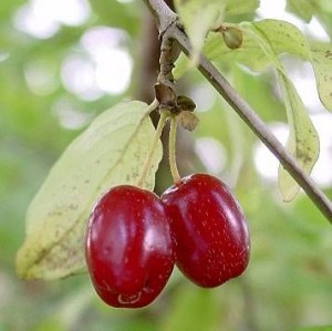 Дрян Казанлъшки (Cornus mas)