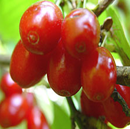 Дрян Шуменски (Cornus mas)