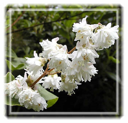 Дойция, бяла кичеста (Deutzia) Дойция, бяла кичеста (Deutzia)
