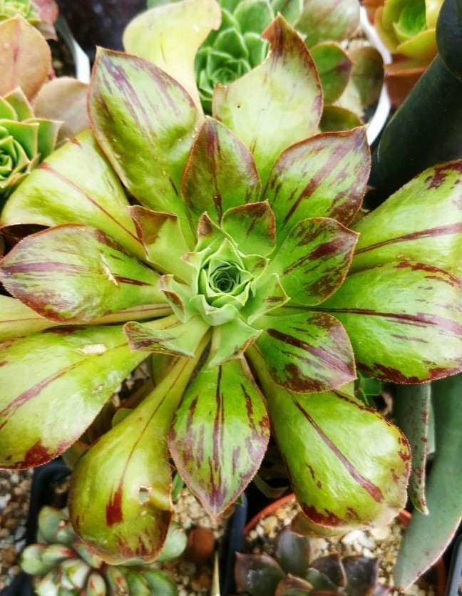 Еониум (Aeonium goochiae x holochrysum)