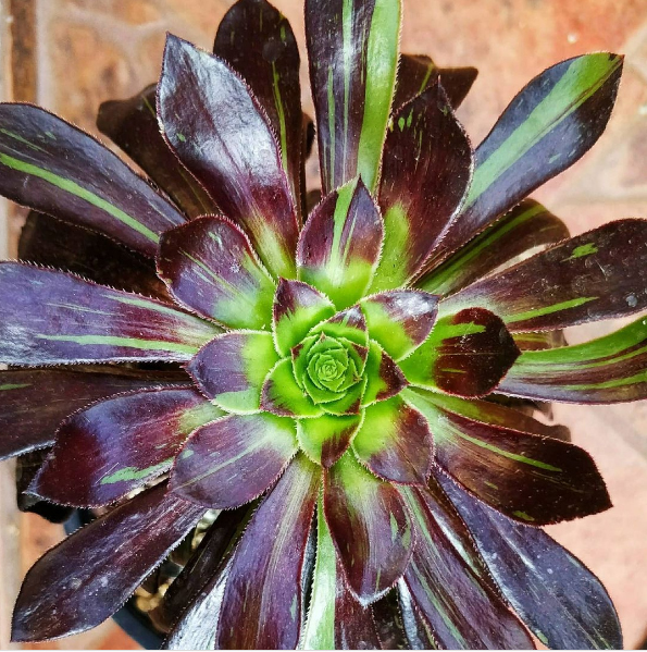 Еониум (Aeonium Halloween)