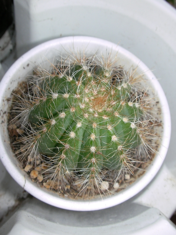 Ериокактус магнификус (Eriocactus magnificus)