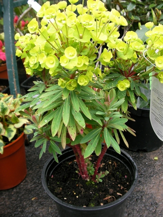 Еуфорбия (Euphorbia) Еуфорбия (Euphorbia)