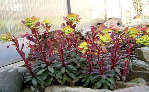 Еуфорбия (Euphorbia amygdaloide purpurea) Еуфорбия (Euphorbia amygdaloide purpurea)
