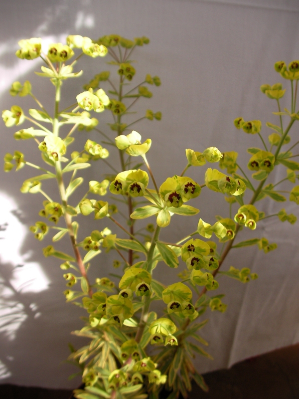 Еуфорбия вариегата (Euphorbia) Еуфорбия вариегата (Euphorbia)