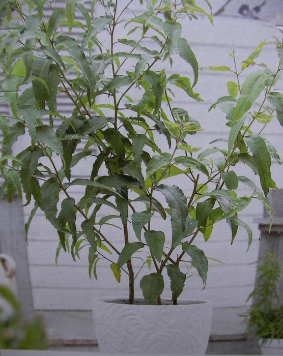 Евкалипт, Лимонов евкалипт (Eucalyptus citriodora Lemon Fresh) Евкалипт, Лимонов евкалипт (Eucalyptus citriodora Lemon Fresh)