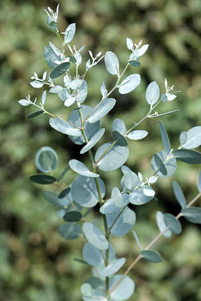Евкалипт (Eucalyptus)