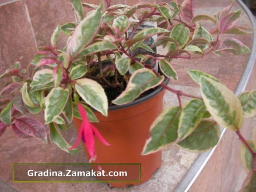 Пъстролистна обичка (Fuchsia magellanica Variegata) Пъстролистна обичка (Fuchsia magellanica Variegata)