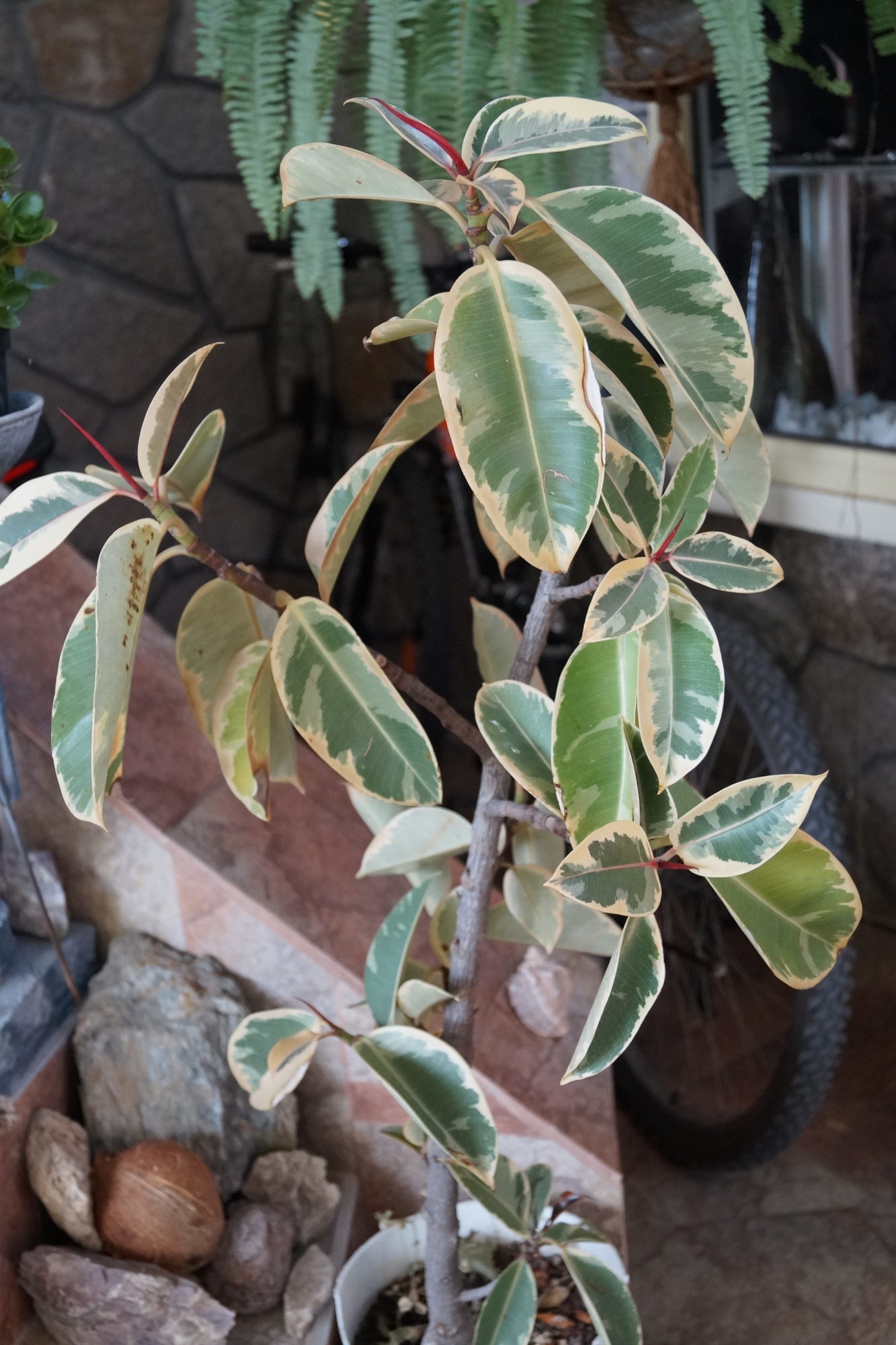 Фикус Белиз (Ficus elastica)