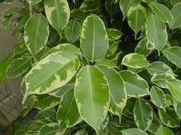 Фикус Бенджамин (Ficus Benjamina)