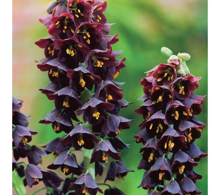 Фритилария ходжово лале Персийско лале (Fritillaria persica) Фритилария ходжово лале Персийско лале (Fritillaria persica)