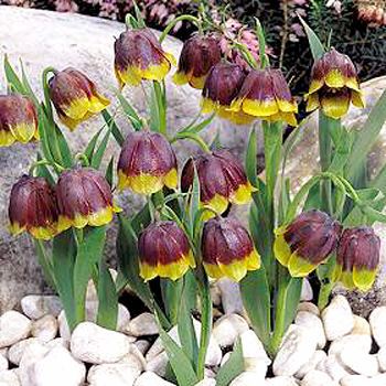 Фритилария михайловски (Fritillaria michailovskyi, Fritillaria momchilov) Фритилария михайловски (Fritillaria michailovskyi, Fritillaria momchilov)