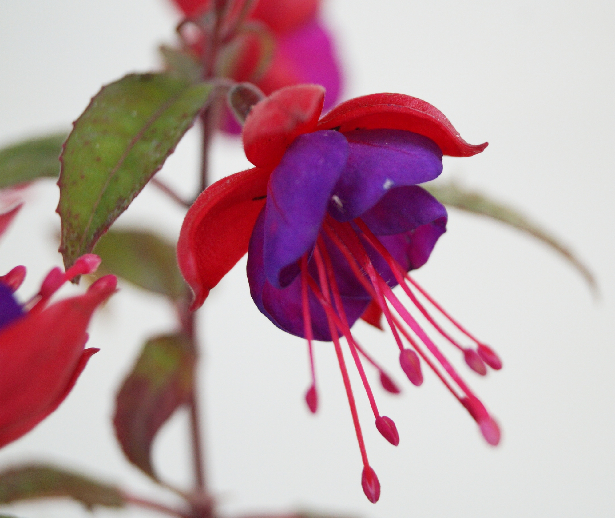 Фуксия, обичка (Fuchsia) Фуксия, обичка (Fuchsia)