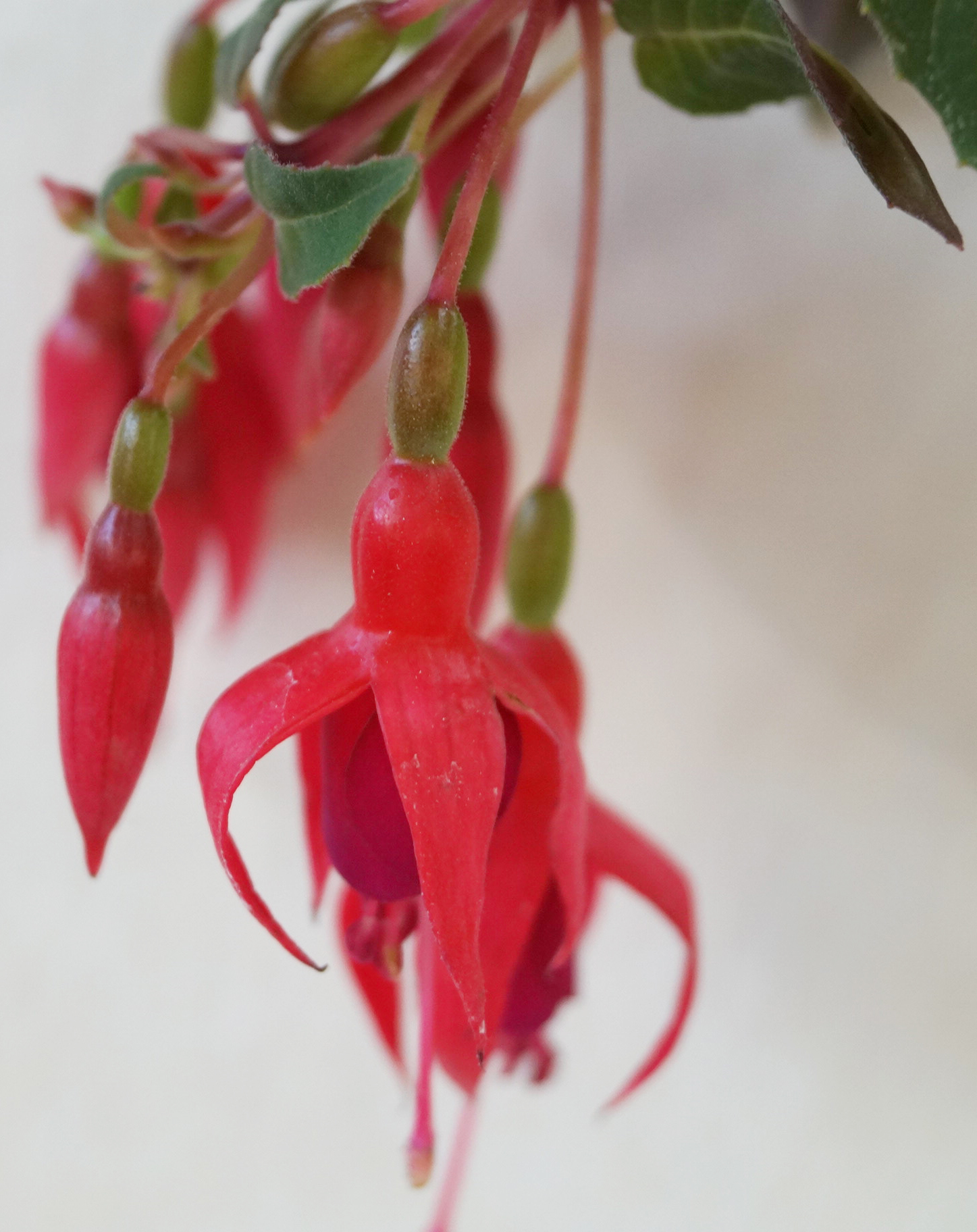 Фуксия, обичка (Fuchsia) Фуксия, обичка (Fuchsia)