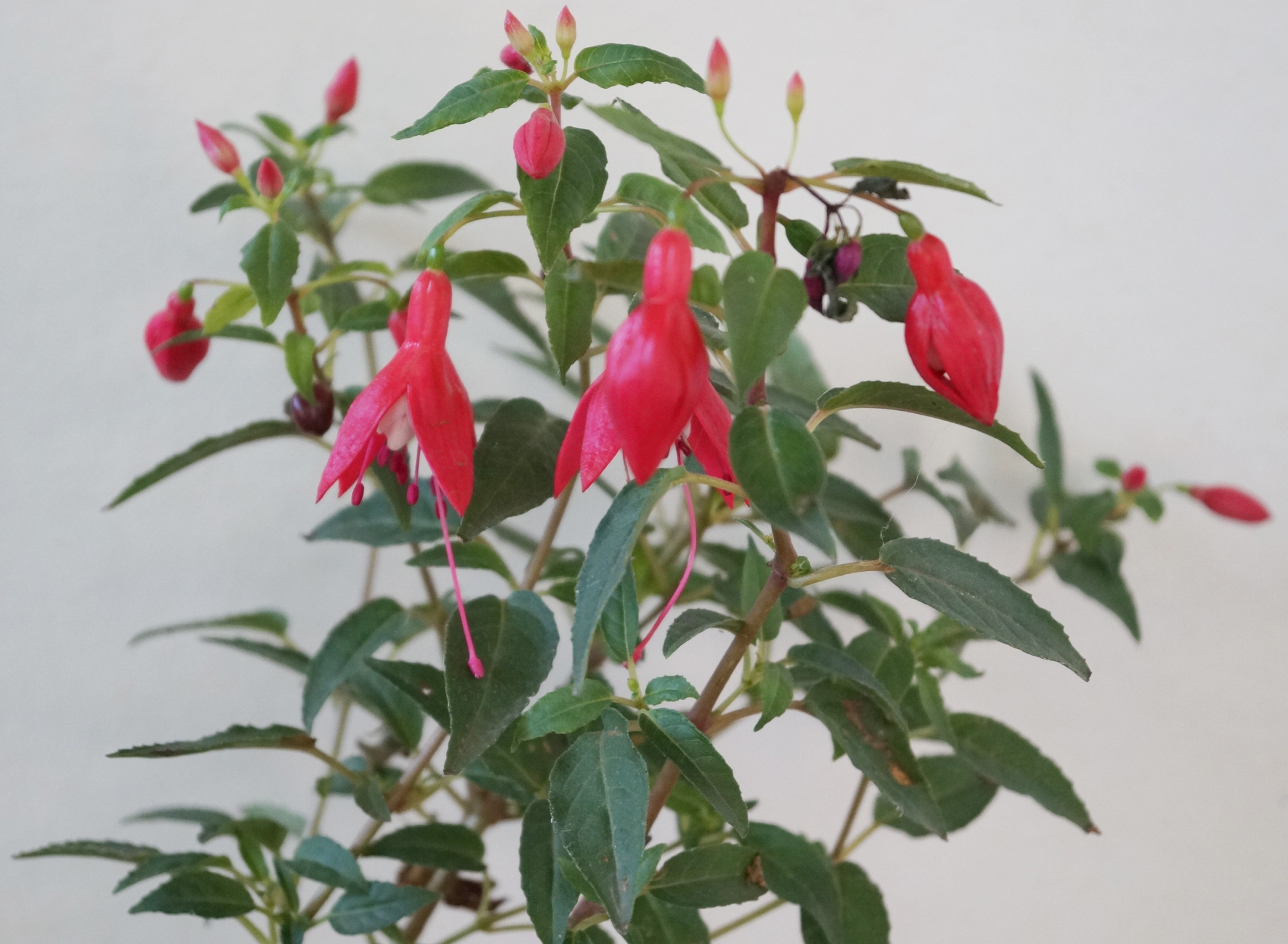 Фуксия, обичка (Fuchsia) Фуксия, обичка (Fuchsia)