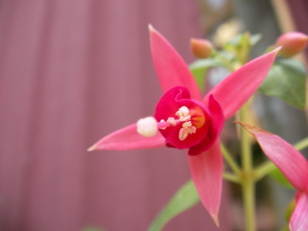 Фуксия, обичка (Fuchsia) Фуксия, обичка (Fuchsia)
