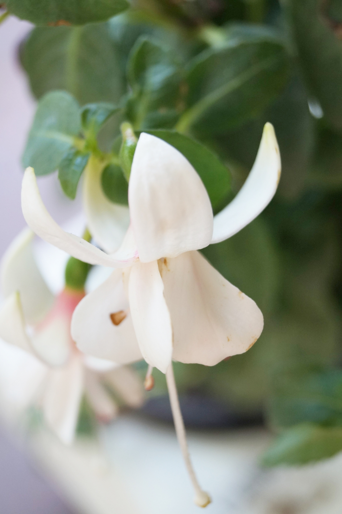 Фуксия, обичка, каскадна, кичеста (Fuchsia) Фуксия, обичка, каскадна, кичеста (Fuchsia)