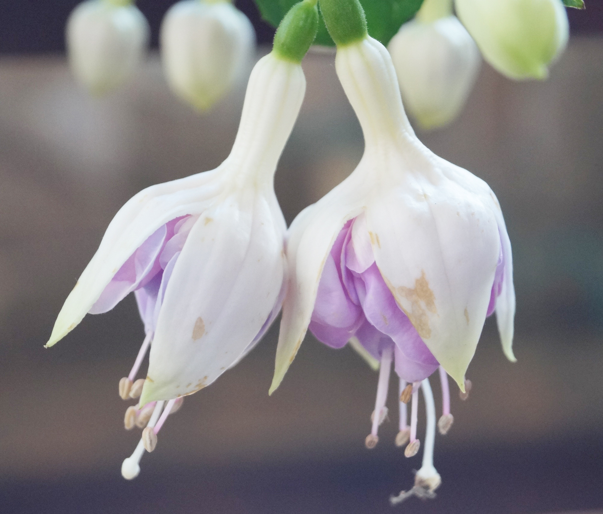 Фуксия, обичка, каскадна, кичеста (Fuchsia) Фуксия, обичка, каскадна, кичеста (Fuchsia)