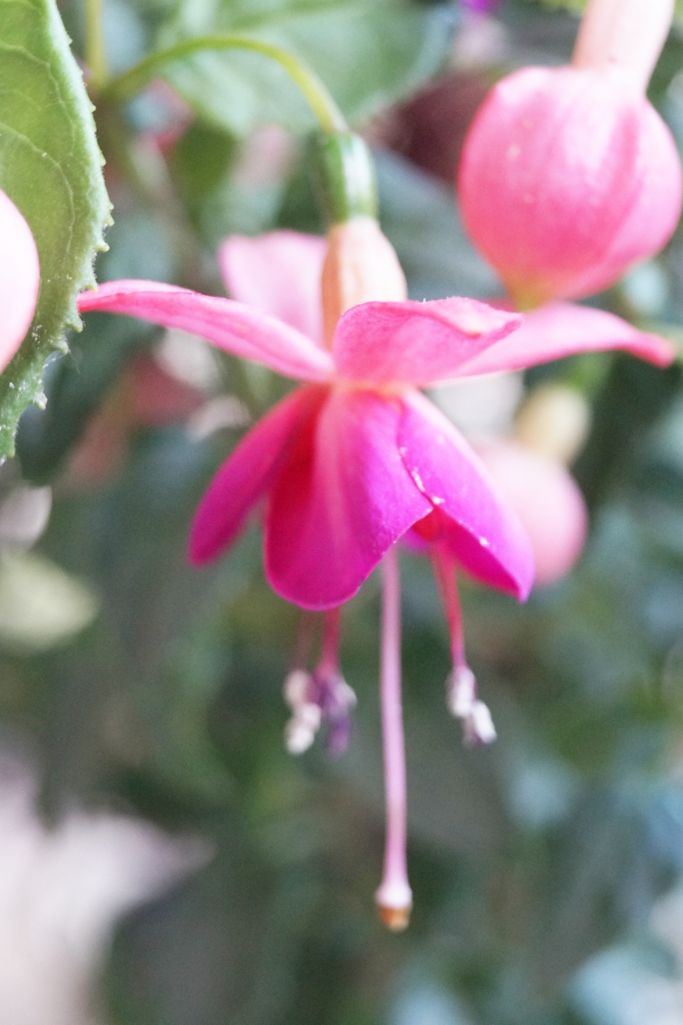 Фуксия, обичка, каскадна, кичеста (Fuchsia) Фуксия, обичка, каскадна, кичеста (Fuchsia)