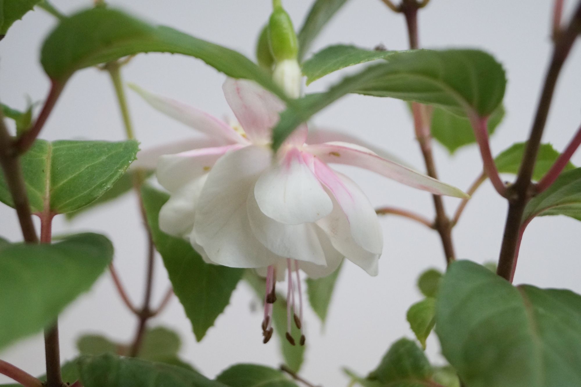 Фуксия, обичка, каскадна, кичеста (Fuchsia) Фуксия, обичка, каскадна, кичеста (Fuchsia)
