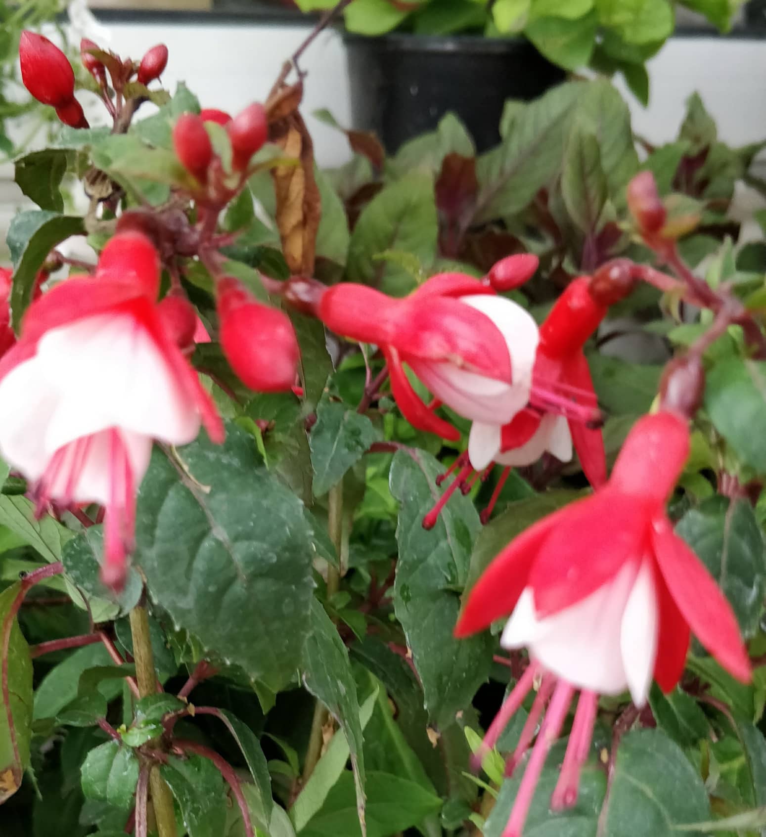 Фуксия, обичка, кичеста (Fuchsia) Фуксия, обичка, кичеста (Fuchsia)