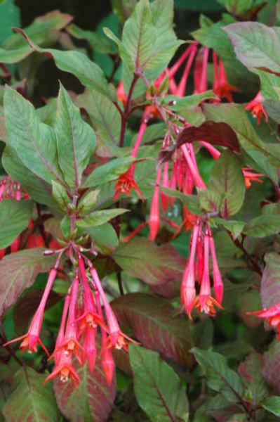 Фушия, семена (Fuchsia Fete Floral) Фушия, семена (Fuchsia Fete Floral)