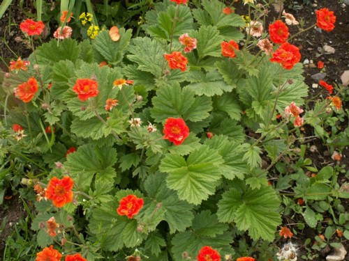 Геум, Омайниче (Geum) Геум, Омайниче (Geum)