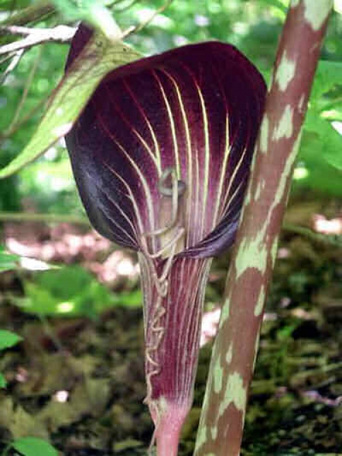 Аризема (Arisaema speciosum) Аризема (Arisaema speciosum)