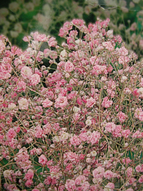 Гипсофила паникулата розова (Gypsophila Paniculata) Гипсофила паникулата розова (Gypsophila Paniculata)