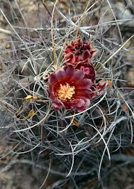 Гландуликактус (Glandulicactus uncinatus v. wrightii)