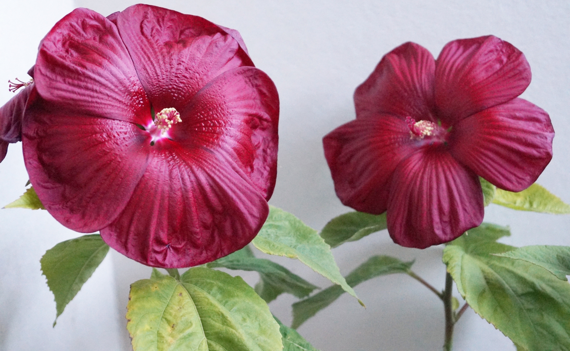Градински хибискус червен (Hibiscus moscheutos)