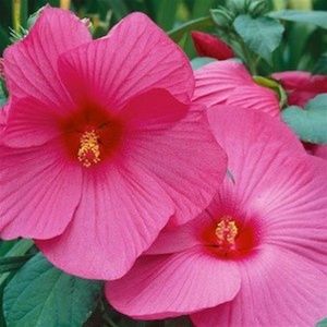 Градински хибискус розово-цикламен (Hibiscus moscheutos)